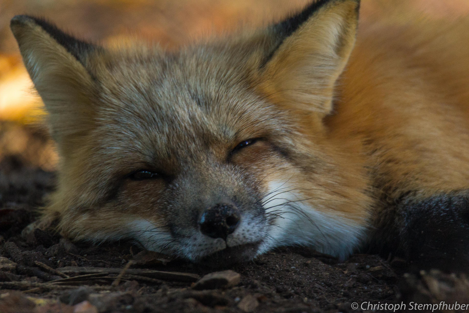 Fuchsfähe (Rotfuchs), dösend...(2)