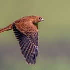 Fuchsfalke (Fox Kestrel)