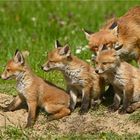 Fuchsfamilie