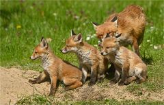 Fuchsfamilie