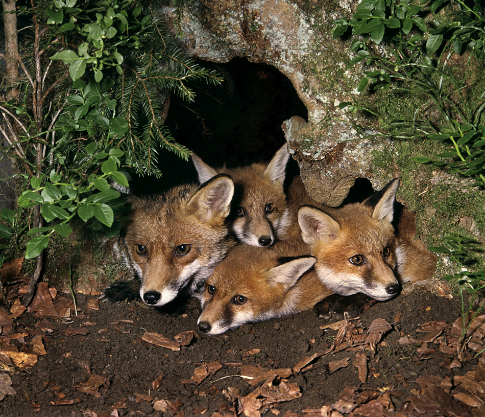 fuchsfamilie Foto & Bild | tiere, wildlife, säugetiere Bilder auf