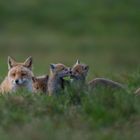 Fuchsfamilie