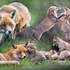 Fuchsfamilie