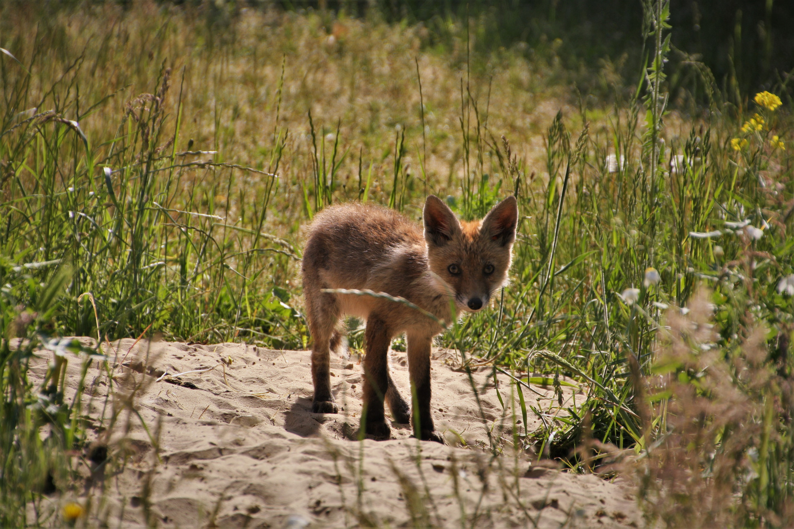 Fuchsfamilie