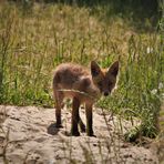 Fuchsfamilie