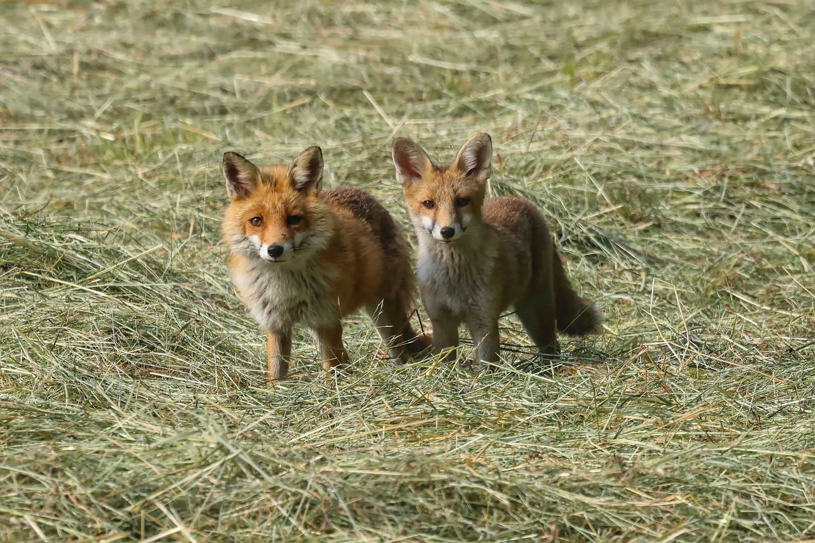 Fuchsfamilie  / FOX Family 