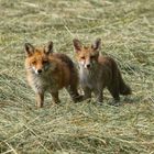 Fuchsfamilie  / FOX Family 