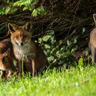 Fuchsfamilie in der Stadt