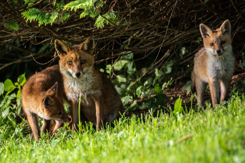 Fuchsfamilie in der Stadt