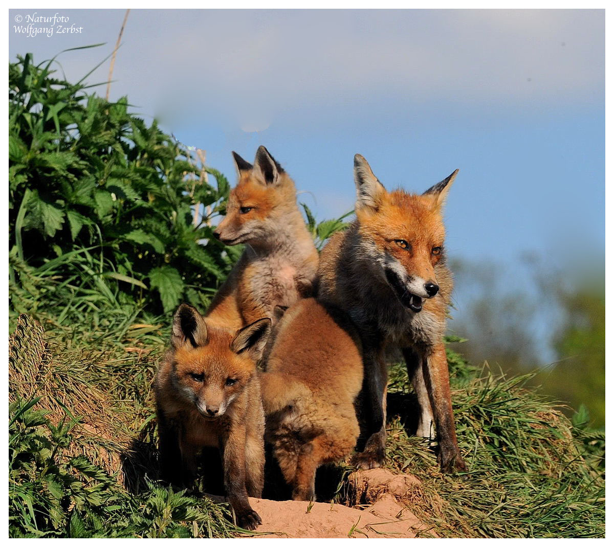 --- Fuchsfehe mit der halben Mannschaft --- ( Vulpes vulpes )