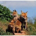 --- Fuchsfehe mit der halben Mannschaft --- ( Vulpes vulpes )