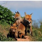 --- Fuchsfehe mit der halben Mannschaft --- ( Vulpes vulpes )