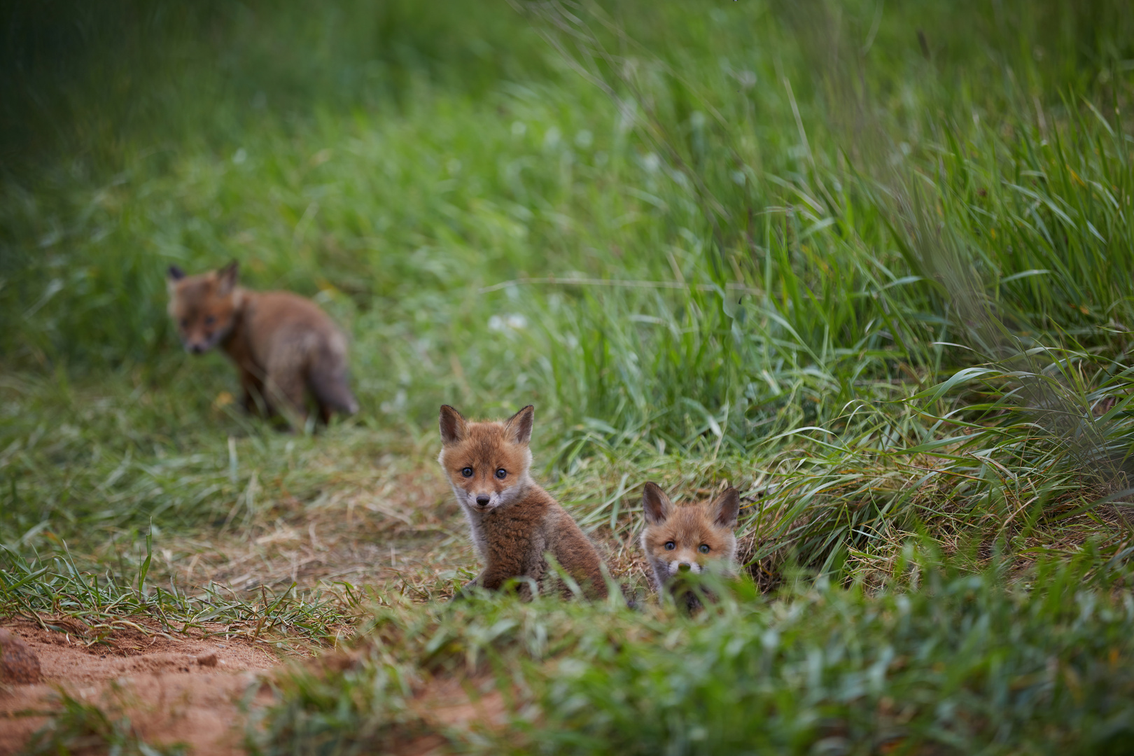 Fuchsgeschwister