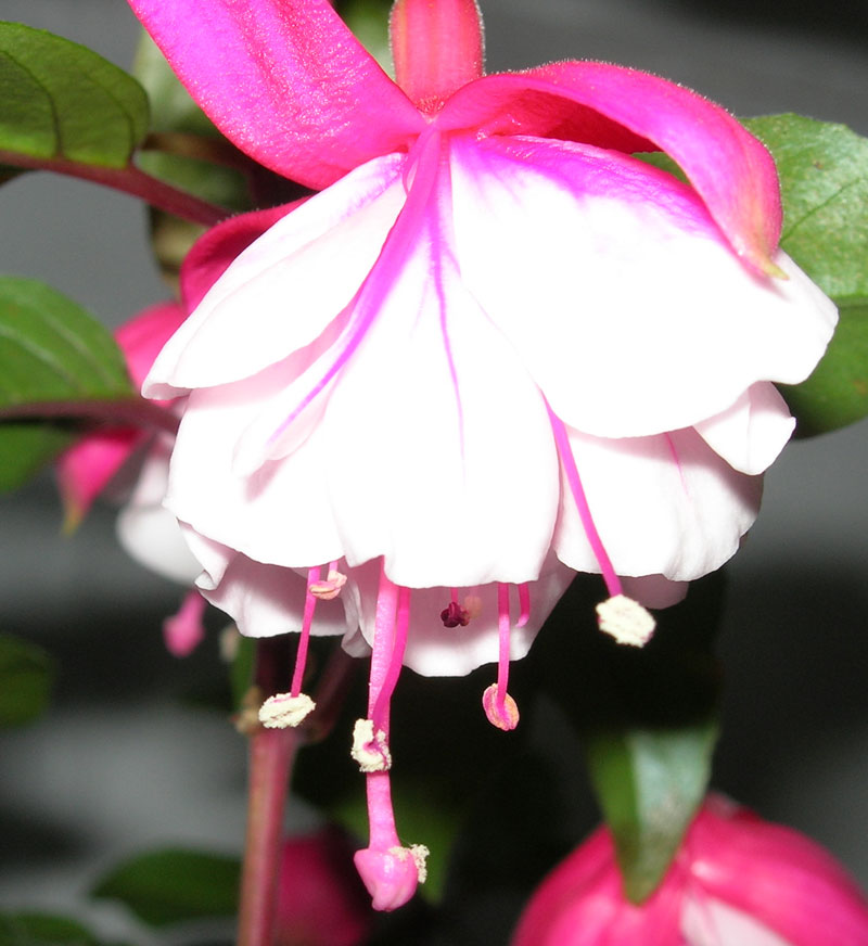 fuchsia