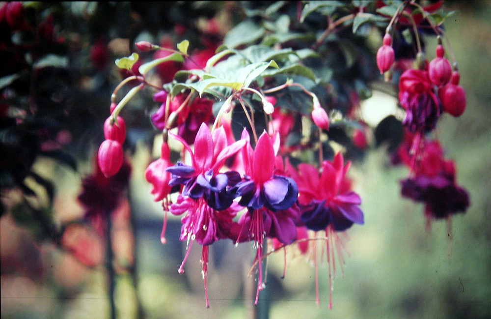 Fuchsia