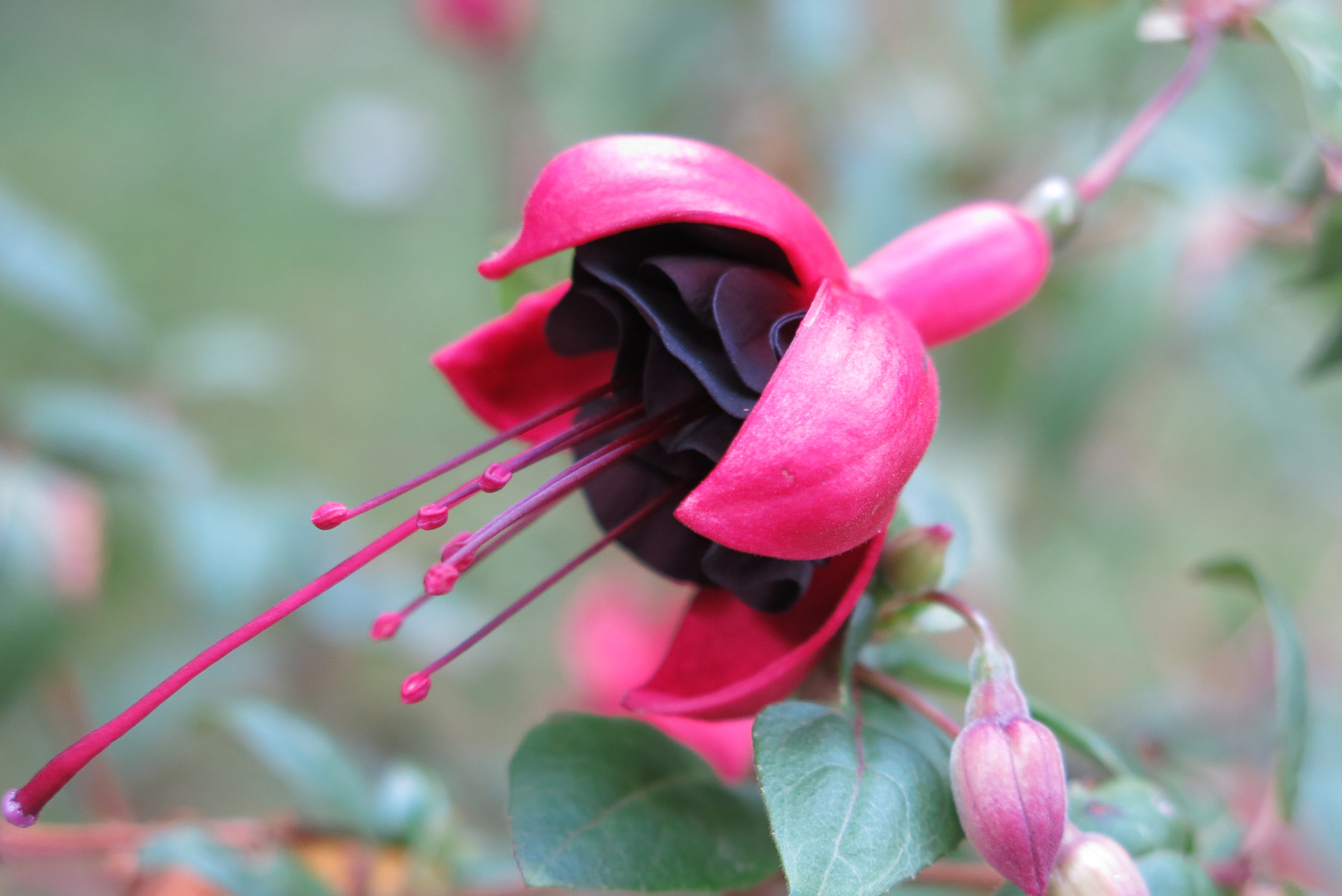 Fuchsia 1