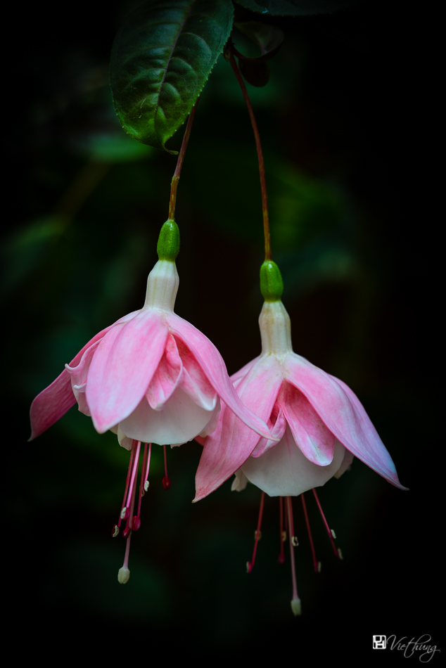 Fuchsia