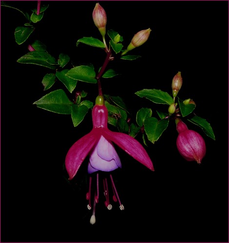 Fuchsia