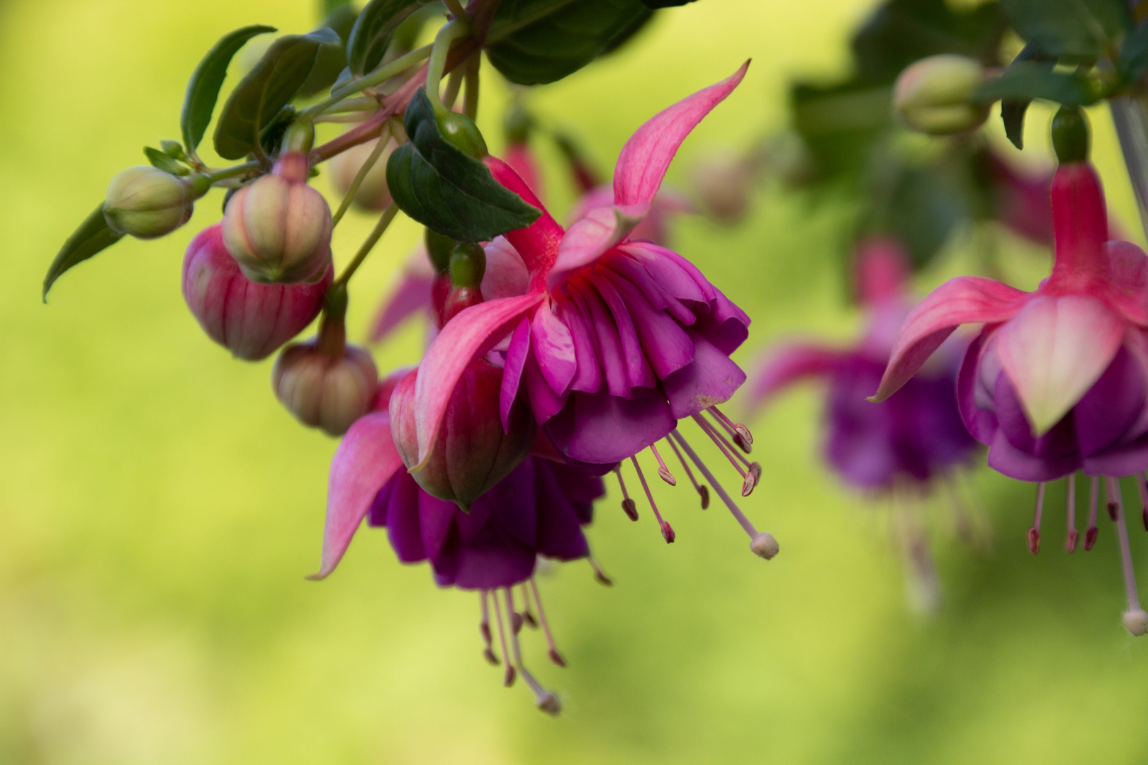 Fuchsia