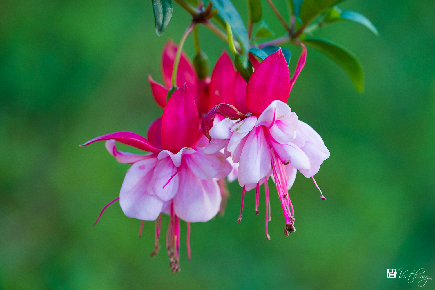 Fuchsia