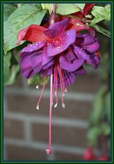 Fuchsia