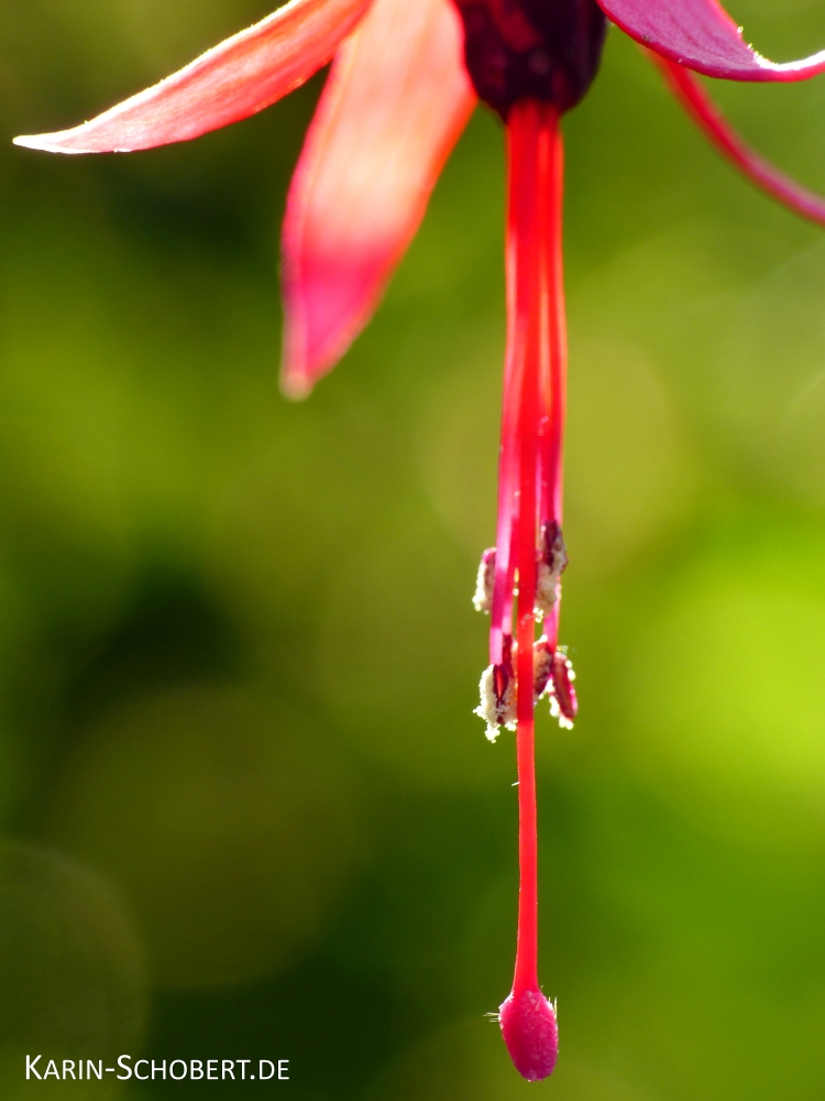 Fuchsia