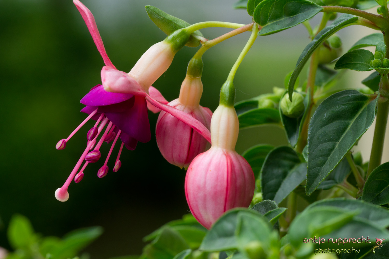 Fuchsia