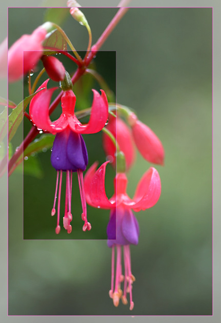 Fuchsia