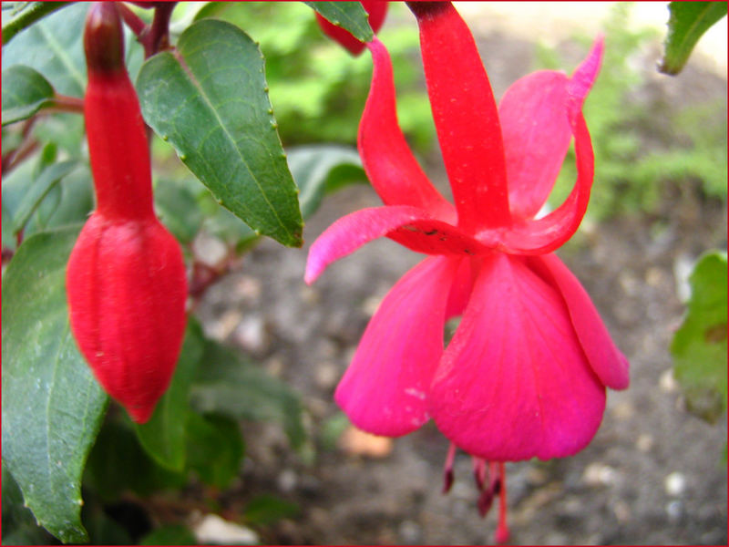 Fuchsia