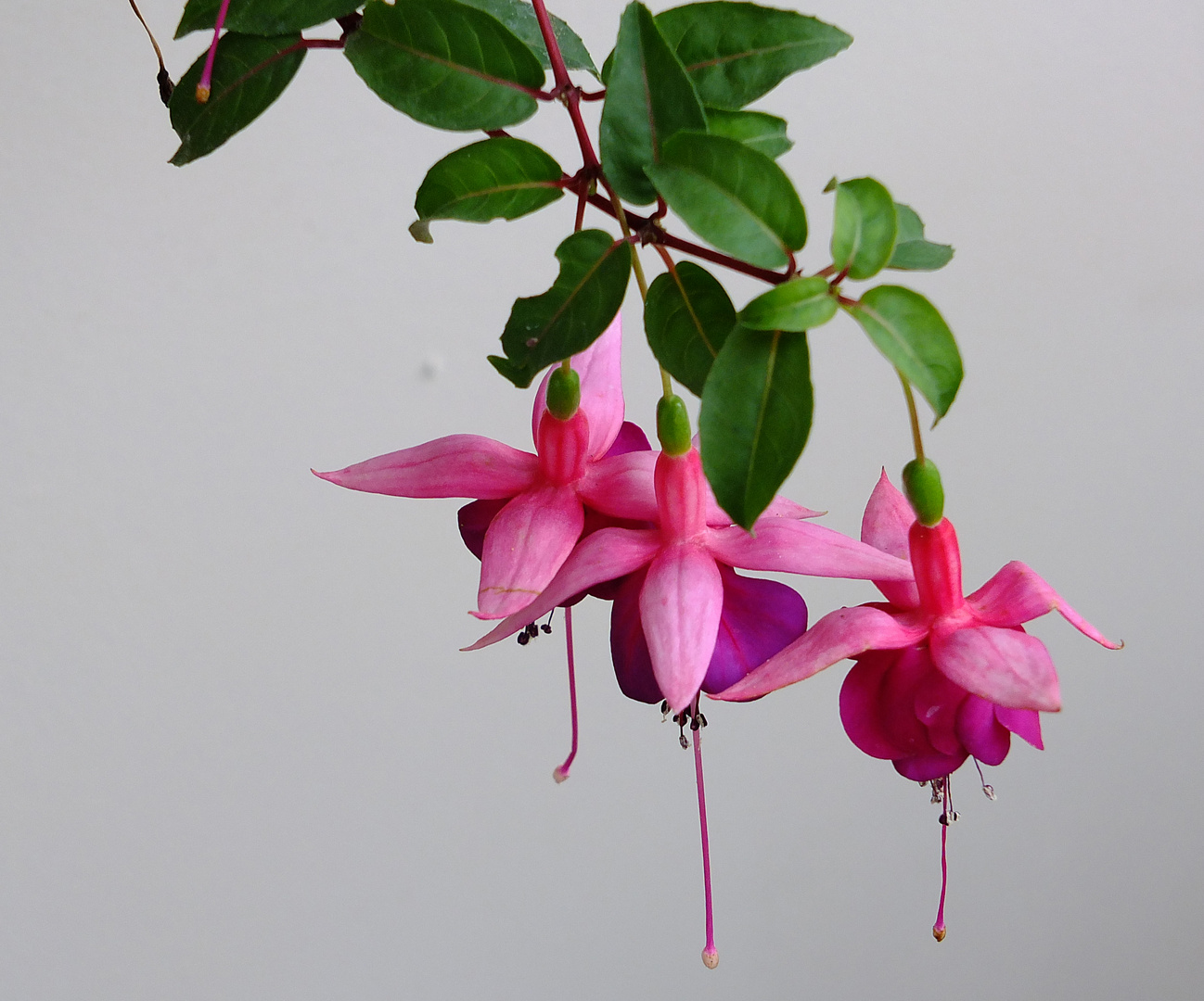 Fuchsia