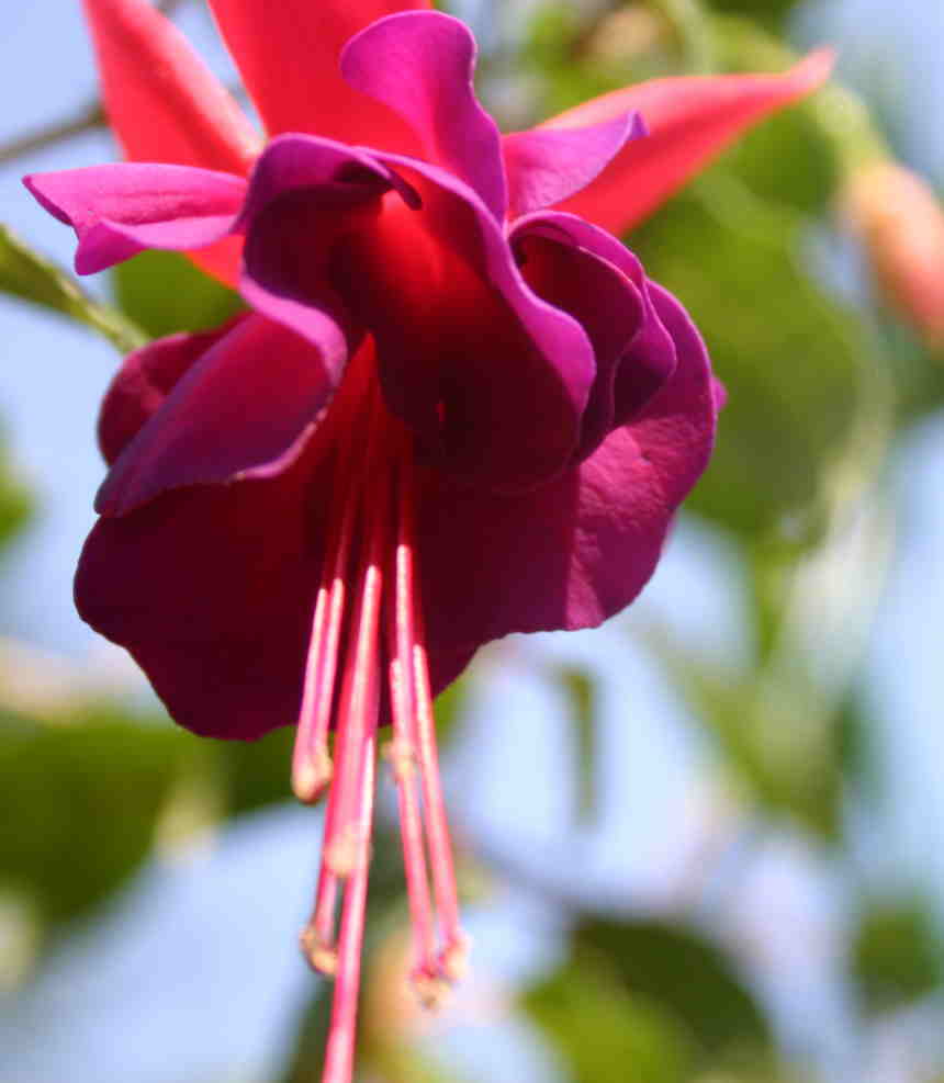 Fuchsia