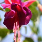 Fuchsia