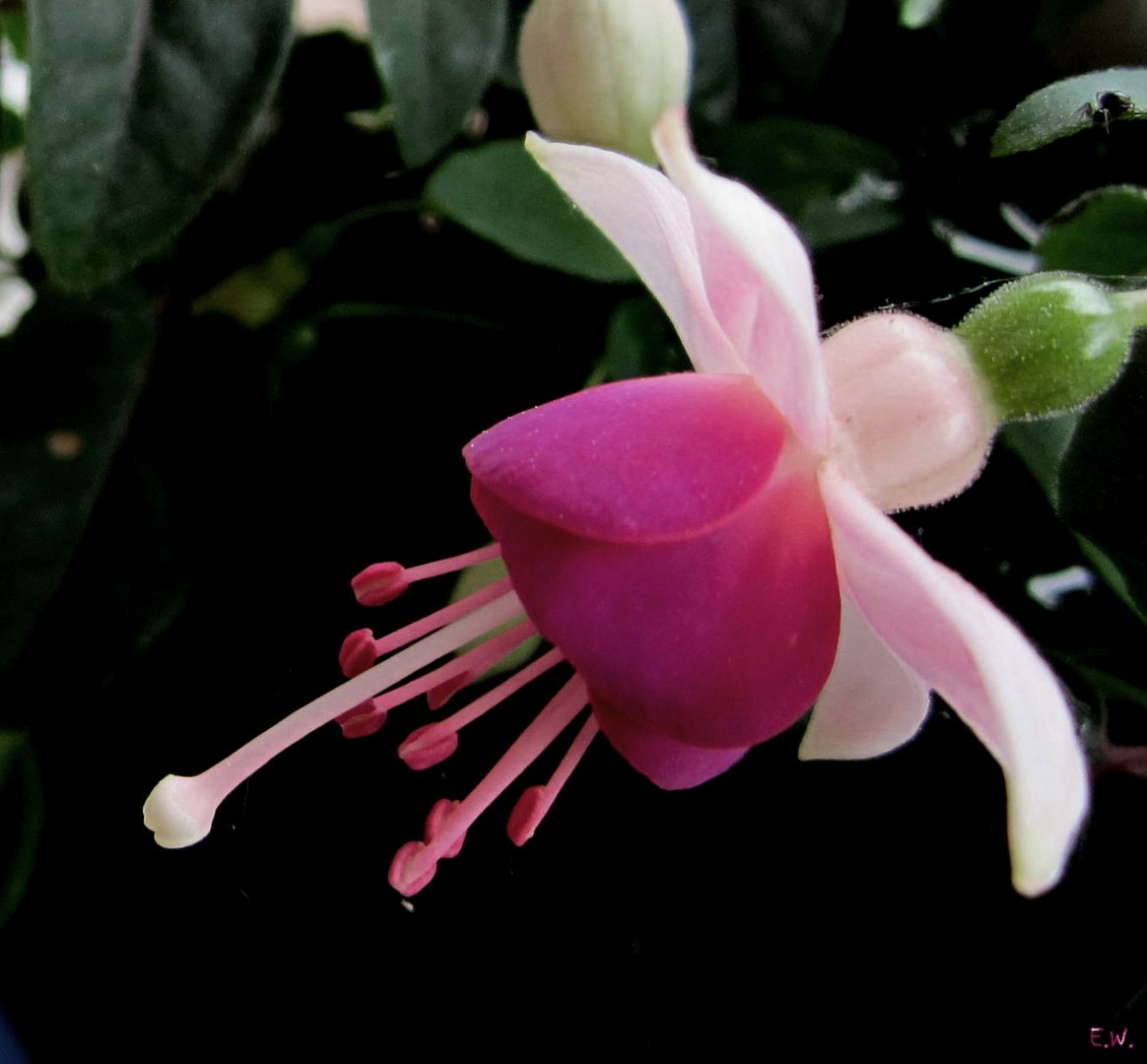 'Fuchsia'