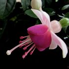 'Fuchsia'