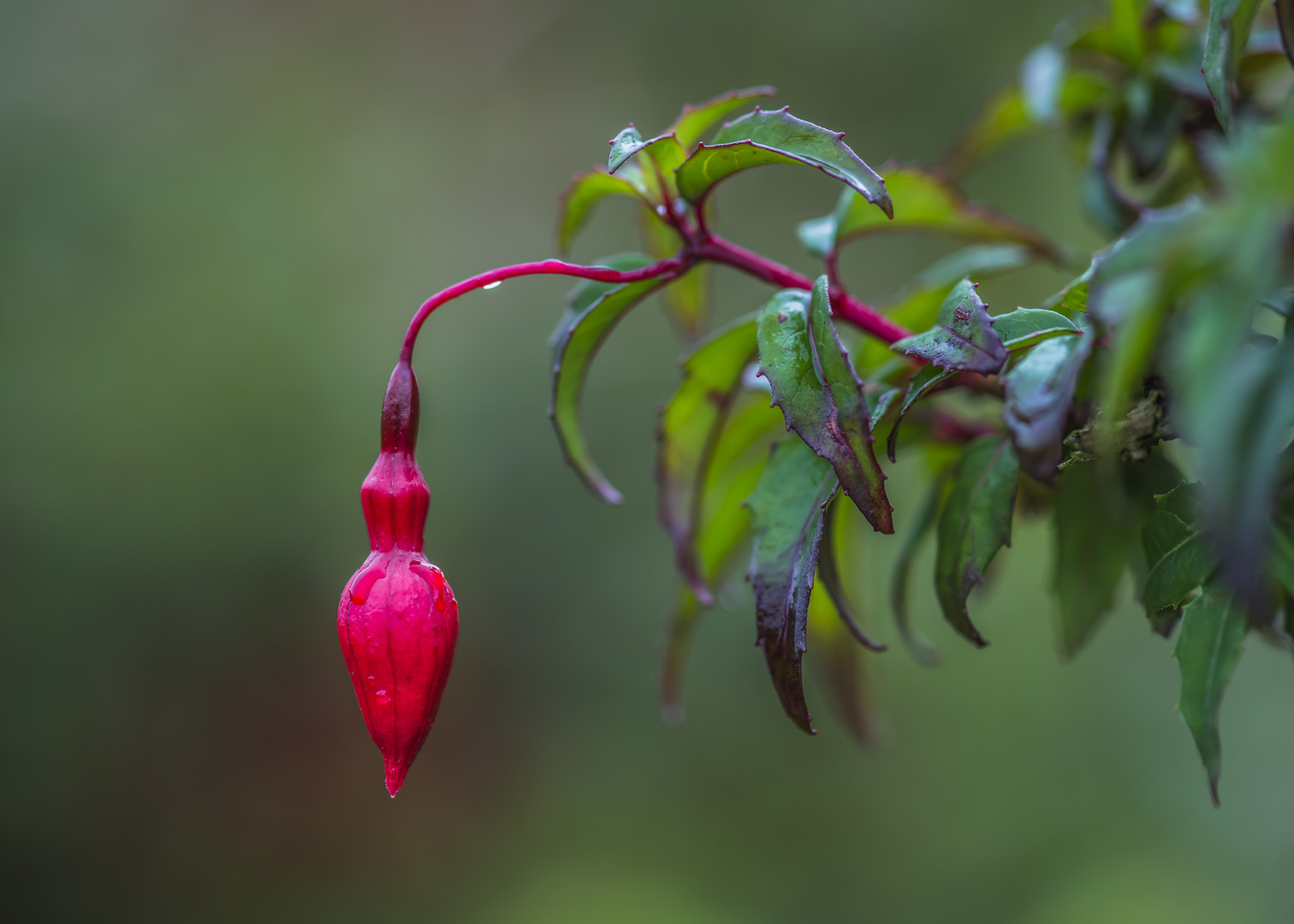 Fuchsia