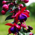 Fuchsia