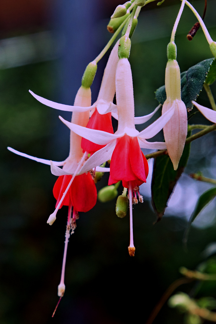 Fuchsia