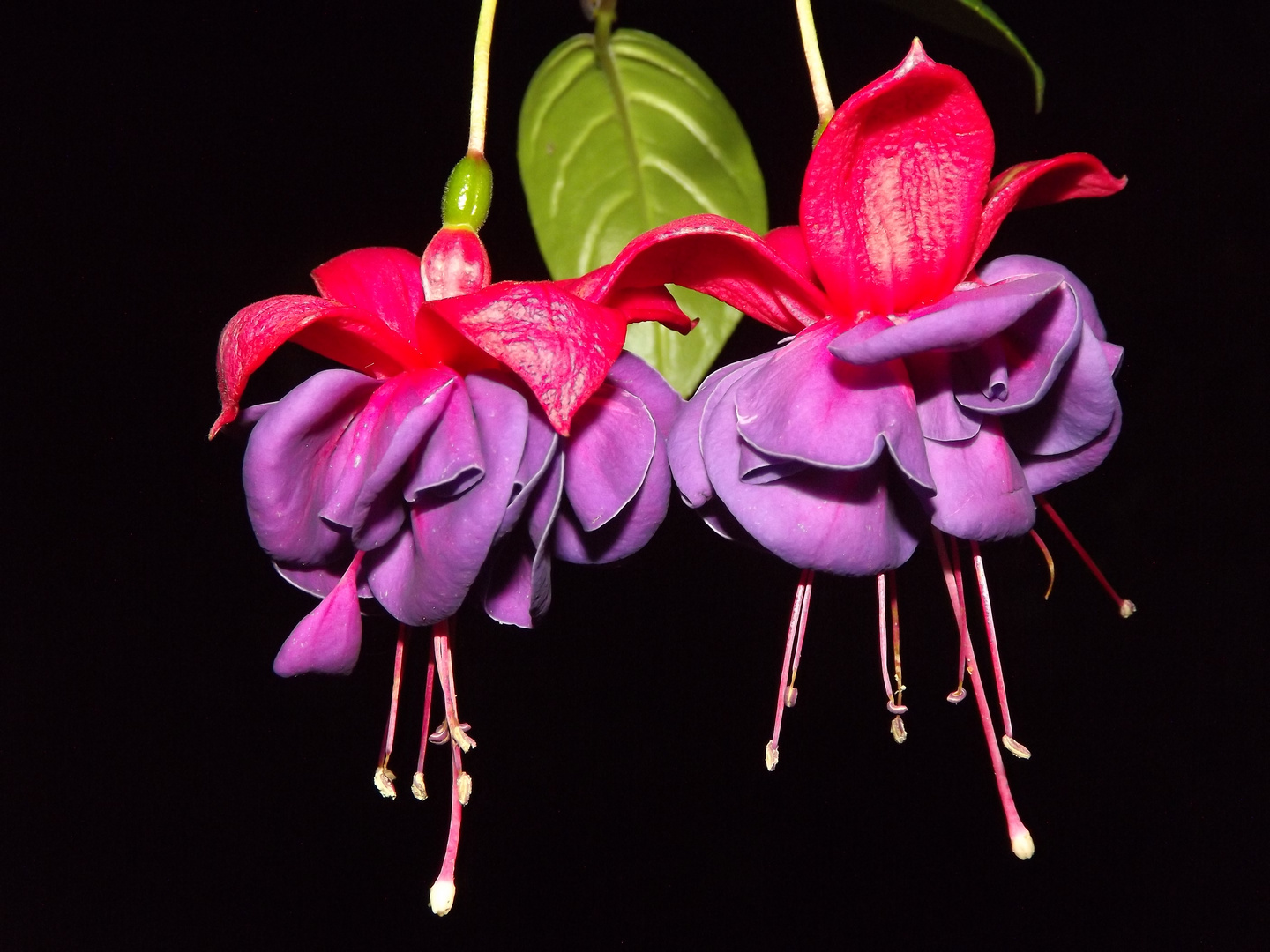 Fuchsia