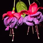 Fuchsia