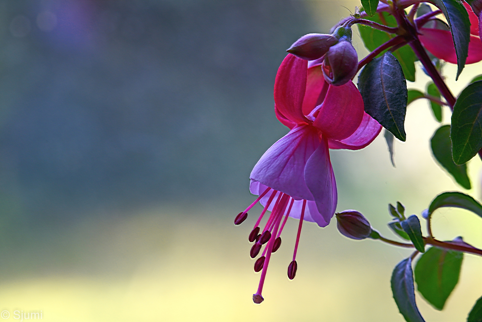 Fuchsia