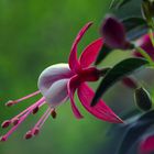 Fuchsia blossom magic
