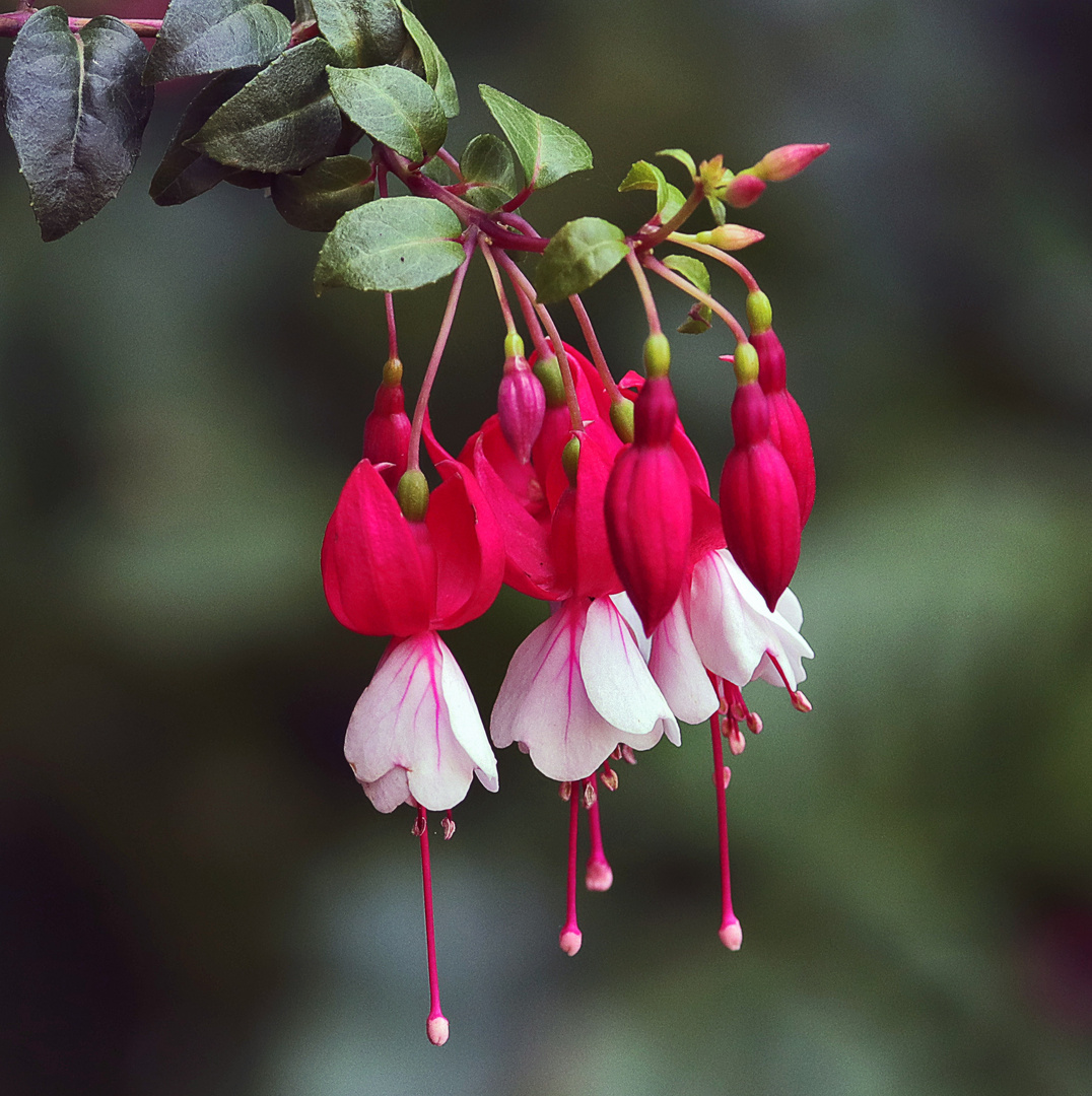 Fuchsia "Cardinal Farges"....