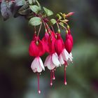 Fuchsia "Cardinal Farges"....