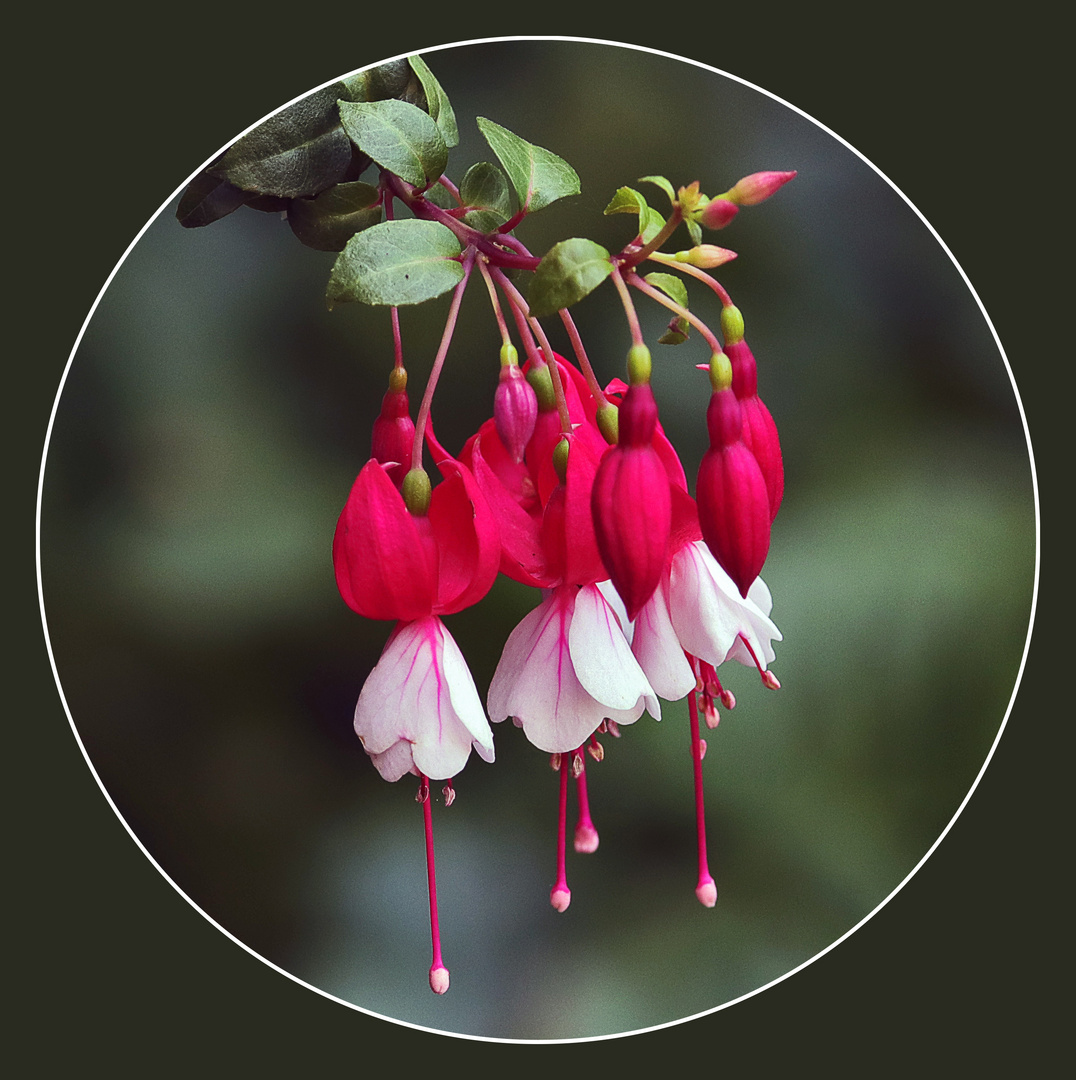 Fuchsia Cardinal Farges....