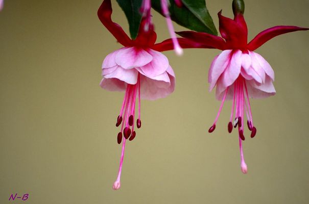 Fuchsia.