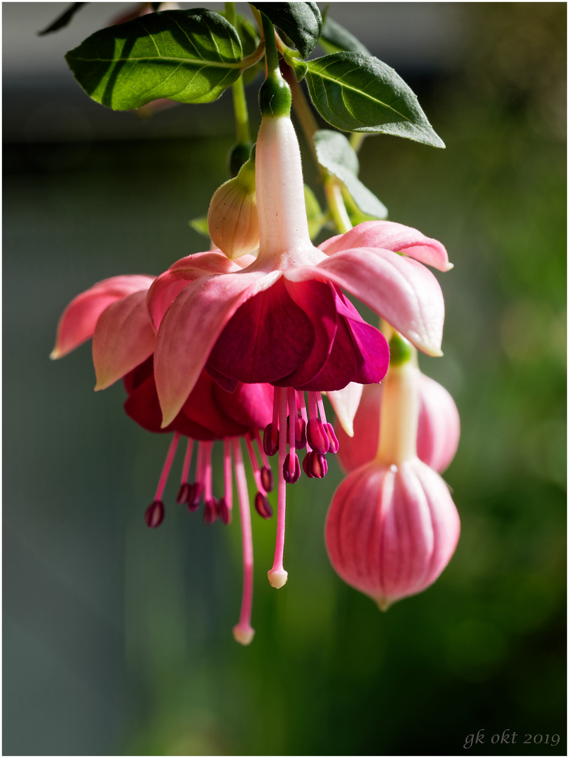 Fuchsia