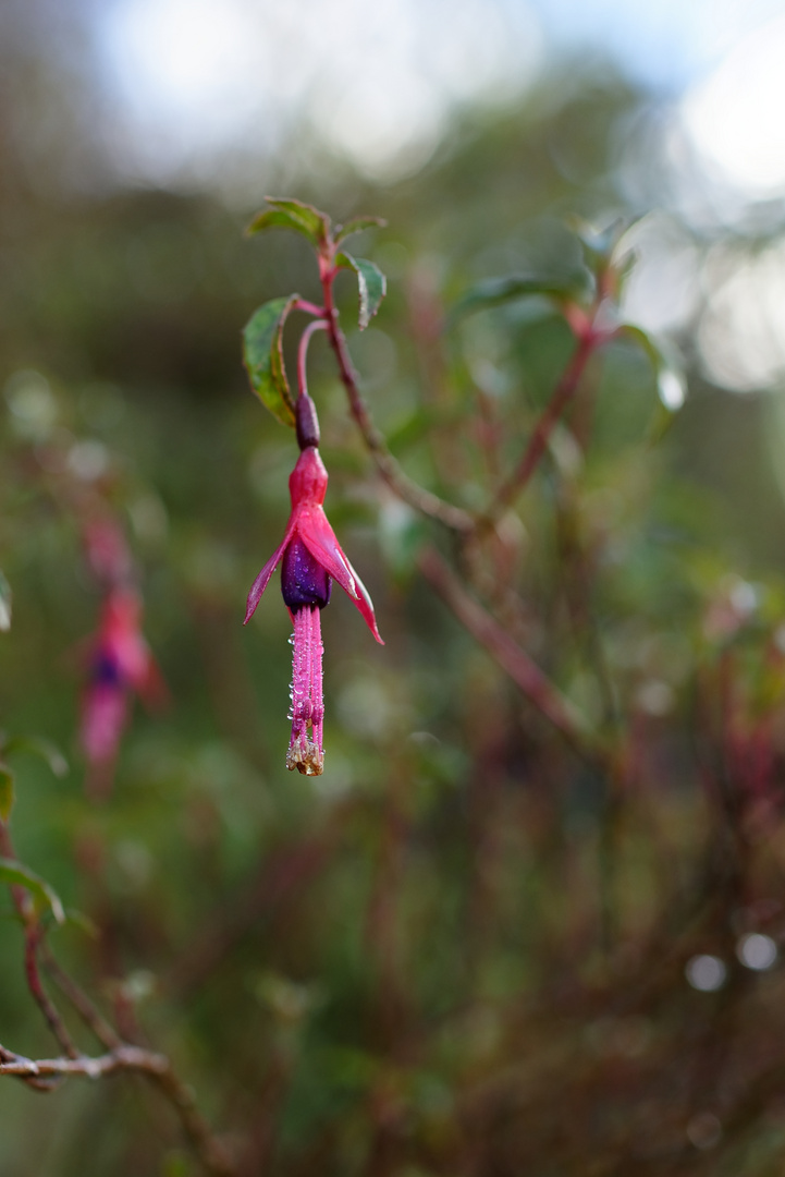 Fuchsia de Magellan