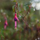 Fuchsia de Magellan