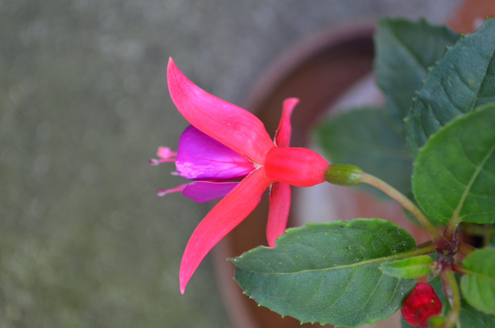 Fuchsia