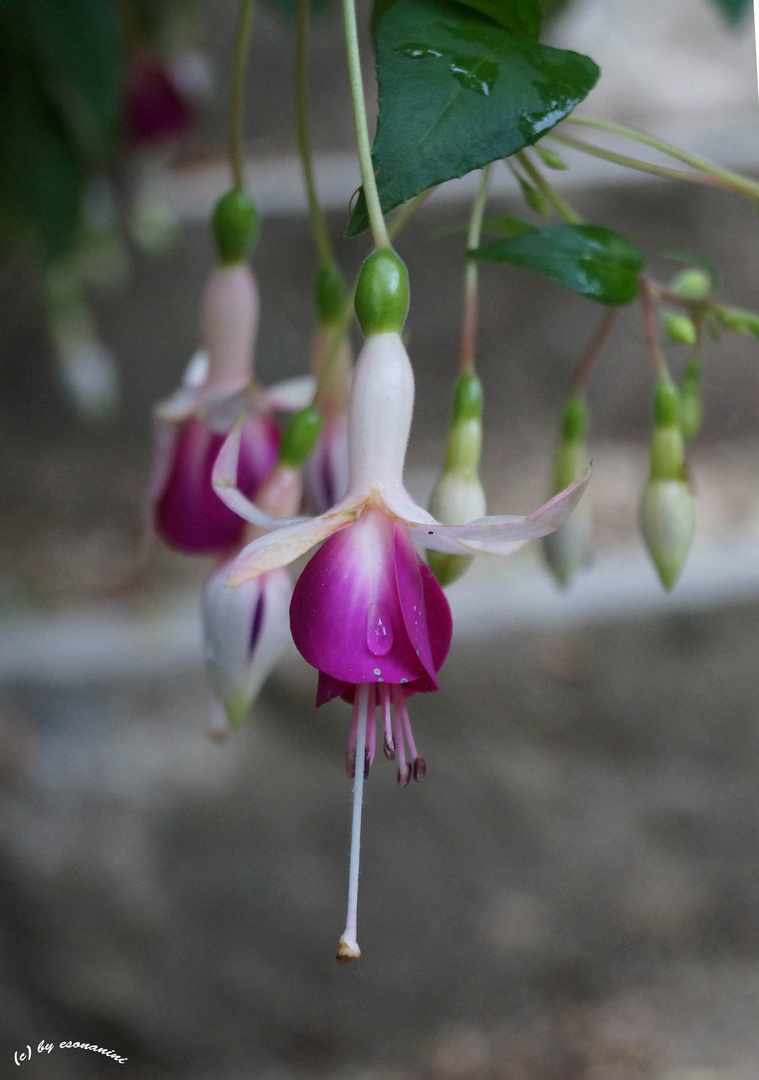 Fuchsia